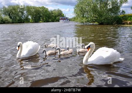 Muet cygnes sur la Tamise, Windsor, Berkshire, Angleterre, Royaume-Uni Banque D'Images