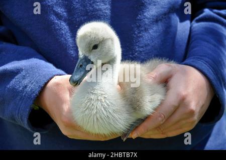 Cygnet Swan Swan, sanctuaire, Windsor, Berkshire, Angleterre, Royaume-Uni Banque D'Images