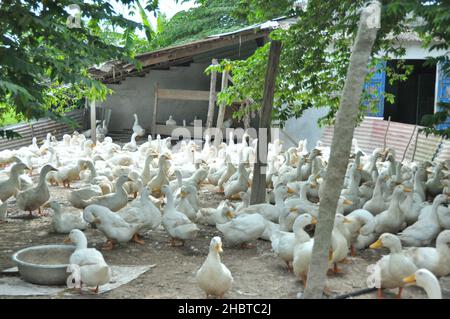 2010s Vietnam: Ferme de canard à CAN Tho ca.14 mai 2014 Banque D'Images