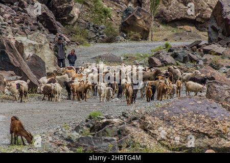 BARTANG, TADJIKISTAN - 20 MAI 2018 : troupeau de moutons et de chèvres dans la vallée de Bartang, dans les montagnes de Pamir, Tadjikistan Banque D'Images