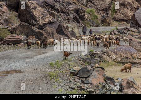 BARTANG, TADJIKISTAN - 20 MAI 2018 : troupeau de moutons et de chèvres dans la vallée de Bartang, dans les montagnes de Pamir, Tadjikistan Banque D'Images