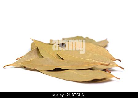 Feuilles de Laurier séchées sur fond blanc Banque D'Images