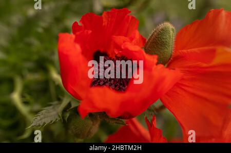 Gros plan de la grande fleur de coquelicot magnifique avec bouton Banque D'Images