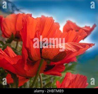 Gros plan de grandes fleurs de coquelicot sur le ciel bleu Banque D'Images