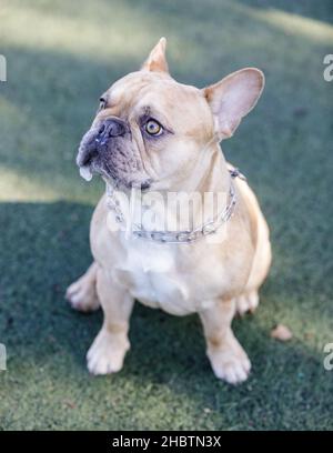 Vieux de 1 ans, merle brun clair et tricolore blanc, chien de race française, sobbering.Parc pour chiens hors-laisse dans le nord de la Californie. Banque D'Images