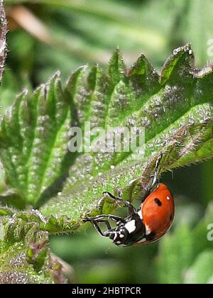 Gros plan d'une petite coccinelle sur une feuille verte Banque D'Images