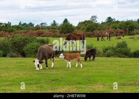 Élevage gratuit de bovins et de poneys paître à MogShade Hill, dans le parc national de New Forest, Hampshire, Royaume-Uni Banque D'Images