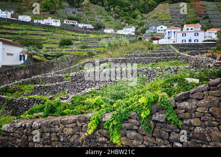 Baie de São Lourenço (Baía de São Lourenço) avec ses vignobles en terrasse face à la mer.Île de Santa Maria.Açores, Portugal Banque D'Images