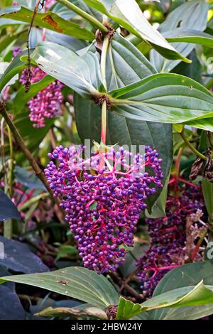 Raisins asiatiques doués (Medinilla speciosa) sur le jardin tropical Banque D'Images