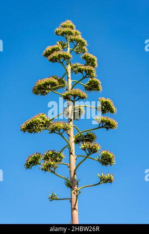 Agave Americana, Century Plant, un type d'agave qui est originaire du Mexique et de l'Amérique centrale, planté sur Gardens, Southend on Sea, Royaume-Uni. En fleur Banque D'Images