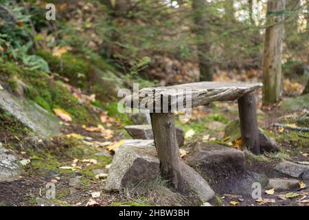 Gros plan d'un ancien siège en bois vide au milieu d'une forêt pendant la journée Banque D'Images