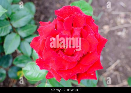 Gros plan d'une délicate rose rouge vif en pleine fleur et de feuilles vertes dans un jardin dans une belle journée d'été, magnifique extérieur floral fond photogra Banque D'Images