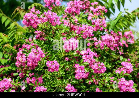 Bush avec beaucoup de rose rose vif délicate rose rose rose rose pleine fleur et feuilles vertes dans un jardin dans une journée ensoleillée d'été, beau fond floral extérieur Banque D'Images