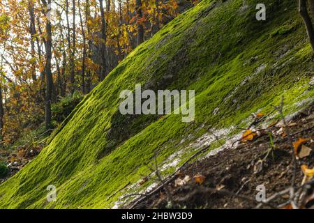 Une colline verdoyante dans la forêt par une journée ensoleillée en automne Banque D'Images