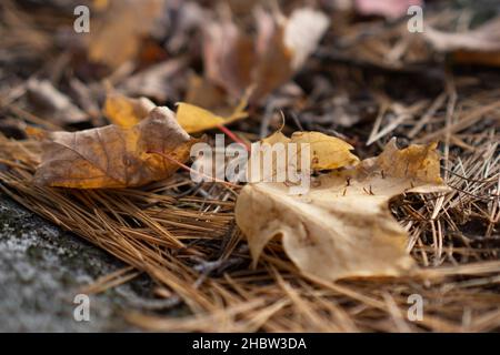 Gros plan de feuilles jaunes sèches tombées sur le sol en automne pendant la journée Banque D'Images