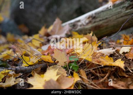 Gros plan de feuilles sèches jaunes tombées sur le sol de la forêt sous la lumière du soleil à fal Banque D'Images