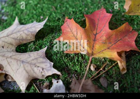 Une vue de dessus de feuilles sèches colorées tombées sur un sol mossy dans la forêt en automne Banque D'Images