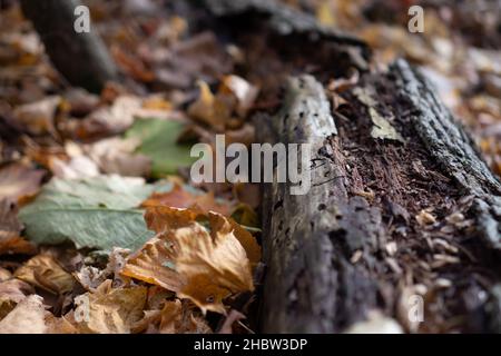 Gros plan de feuilles sèches jaunes tombées sur le sol de la forêt en automne Banque D'Images