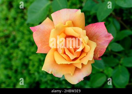 Gros plan d'une délicate rose orange vif en pleine fleur et de feuilles vertes dans un jardin dans une belle journée d'été, belle photo d'arrière-plan floral extérieur Banque D'Images