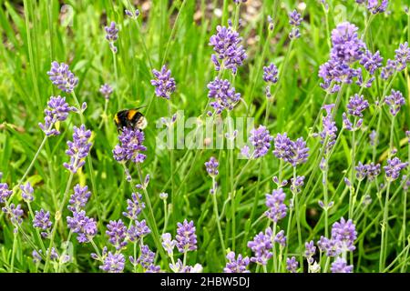 Bourdon unique perché au sommet d'une petite fleur de puurple dans un pré.Personne. Banque D'Images