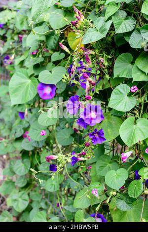 De nombreuses fleurs délicates et vives bleues et violettes de la gloire du matin plantent dans un jardin dans un jardin ensoleillé d'été, extérieur floral fond photographié avec Banque D'Images