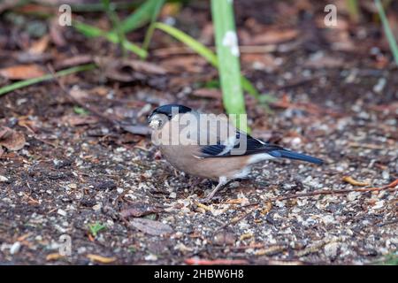 Femelle eurasienne bullfinch (Pyrrhula pyrrhula) se nourrissant au sol, Inverurie, Aberdeenshire, Écosse, Royaume-Uni Banque D'Images