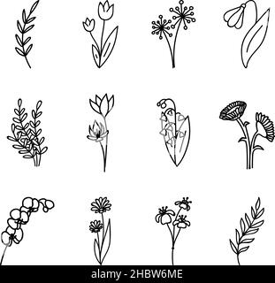 Fleurs et herbes, ensemble de fleurs dessinées à la main, ensemble floral de fleurs sauvages et de feuilles, objets vectoriels isolés sur un fond blanc. Illustration de Vecteur