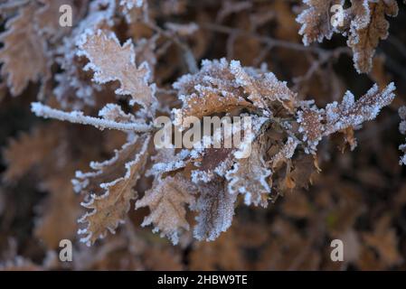 herbe haute et feuilles givrées en hiver avec détail froid et gros plan Banque D'Images