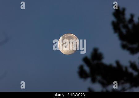 La lune déclinante - deux nuits après la pleine lune - capture tôt le matin après une nuit froide et cristal claire.Silhouette de l'arbre et des branches devant. Banque D'Images