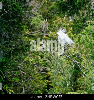 Héron blanc dans un plumage reproductif à la réserve naturelle de Waitangiroto, au sud de la Westland, sur la côte ouest de la Nouvelle-Zélande.Ça ressemble à une mauvaise journée de cheveux. Banque D'Images