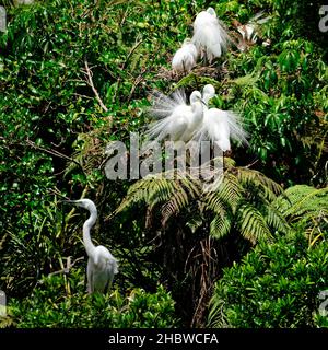 Une paire de hérons blancs dans le plumage reproductif montrant un comportement de tribunal à la réserve naturelle de Waitangiroto, au sud de la Westland, sur la côte ouest, en Nouvelle-Zélande. Banque D'Images