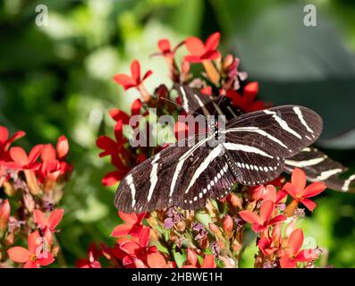 Gros plan d'un papillon noir à rayures blanches, zèbre à ailes longues ou zèbre heliconien, reposant sur une plante à fleurs rouges.Photographié d'en haut. Banque D'Images