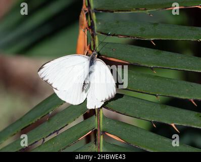 Un grand papillon mâle blanc du Sud reposant sur la tige d'une plante verte et photographié d'en haut avec une faible profondeur de champ. Banque D'Images