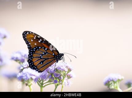 Monarque papillon en profil avec ailes fermées, perchée sur des fleurs de lavande et photographiée au niveau des yeux avec une faible profondeur de champ.Image avec cop Banque D'Images