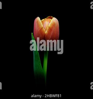 Gros plan d'une tulipe rouge et jaune isolée sur un backgrou noir Banque D'Images