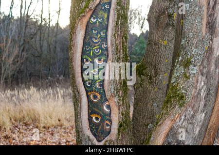 Yeux de hiboux peints dans un arbre creux, dessinant sur le bois Banque D'Images