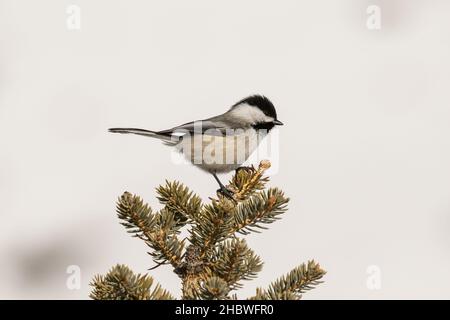 Mésange à tête noire Banque D'Images