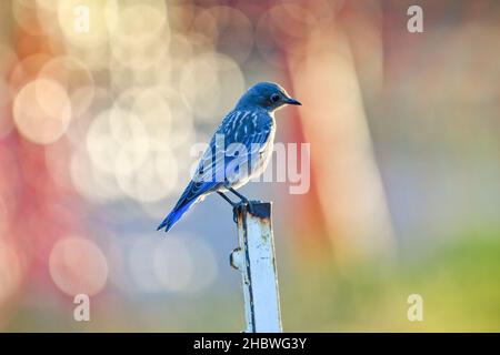 Photo sélective d'un oiseau bleu perché sur un poteau Banque D'Images