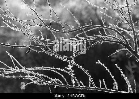 Branches d'arbres couvertes de givre blanc par temps froid, vue en noir et blanc Banque D'Images