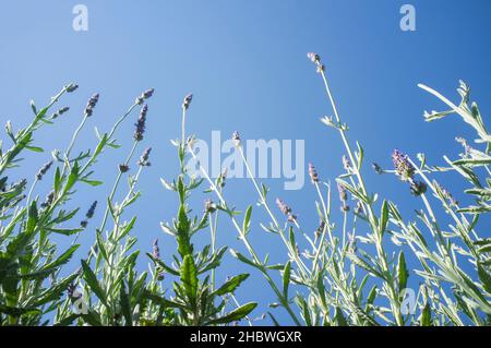 Tiges de lavande vues sur le ciel bleu.Vue à angle bas Banque D'Images