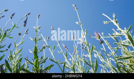 Tiges de lavande vues sur le ciel bleu.Format long Banque D'Images