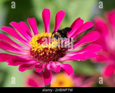 Abeille collectant du pollen dans un zinnia rose chaud dans le parc Darragh sur l'île Galveston, Texas.Photographié avec une faible profondeur de champ. Banque D'Images