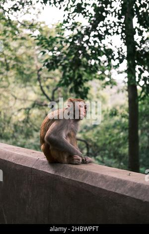 Un singe s'est assis sur une pierre Banque D'Images