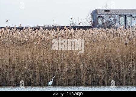 Great Egret et Un train à la réserve naturelle de Jamaica Bay le 21st décembre Banque D'Images