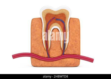 Anatomie et structure de la dent humaine sur fond blanc.3D rendu Banque D'Images