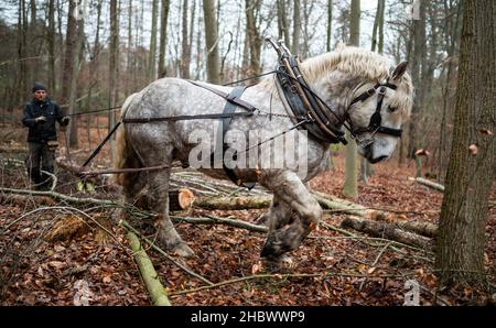 14 décembre 2021, Basse-Saxe, Lüneburg: Kay Stolzenberg, cheval de fond, travaille avec son cheval Peer dans la forêt.Il ne reste presque plus de tireurs de chevaux en Allemagne.Pourtant, Kay Stolzenberg estime que leur travail minutieux dans la forêt est si important.L'homme de 47 ans est l'un des trois derniers en Basse-Saxe.Photo: Philipp Schulze/dpa Banque D'Images