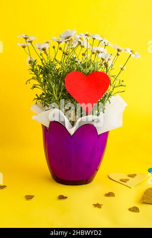 Des pâquerettes fraîches et belles dans un pot violet sur fond jaune avec une étiquette cœur vierge Banque D'Images