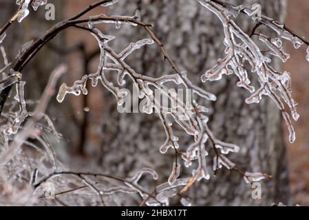 Branches dépolies, recouvertes de glace.Arrière-plan saisonnier en hiver.Image de mise au point sélective d'une belle nature. Banque D'Images