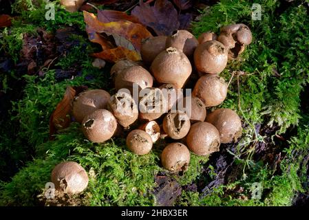 Puffball souche - Lycoperdon pyriforme, corps de fruits matures montrant la masse de spores Banque D'Images