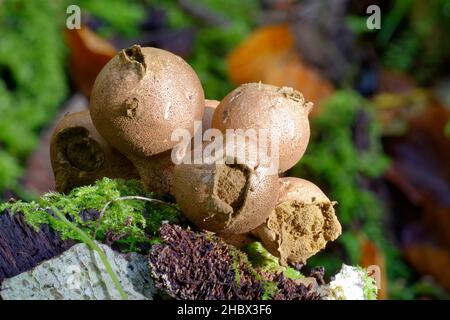 Puffball souche - Lycoperdon pyriforme, corps de fruits matures montrant la masse de spores Banque D'Images